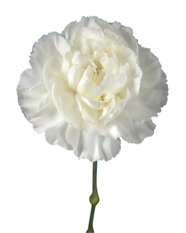 CARNATION - WHITE