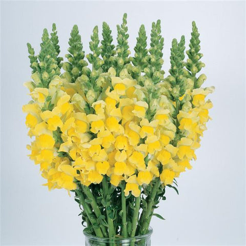 SNAPDRAGON - YELLOW