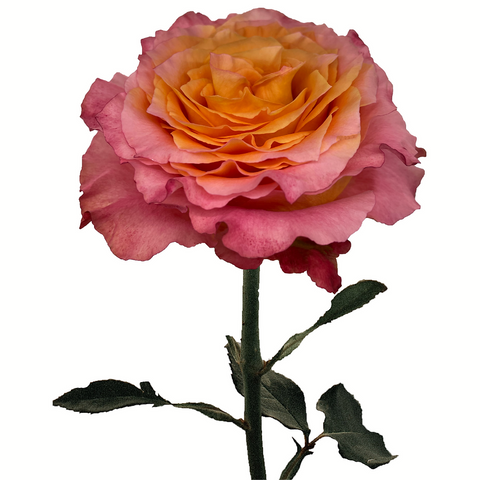 ROSE - BICOLOR FREE SPIRIT