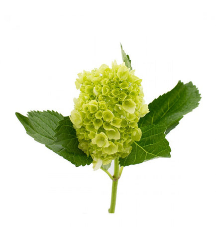 HYDRANGEA - MINI GREEN