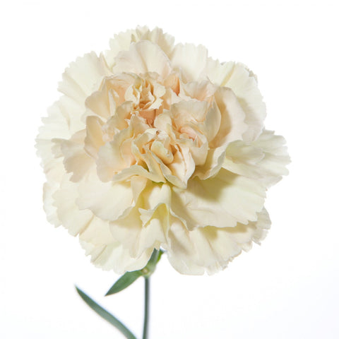 CARNATION - CREAM