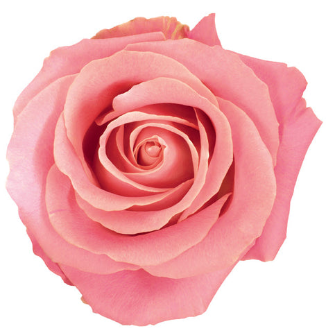 ROSE - PINK HERMOSA