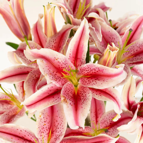 LILLIES - ORIENTAL PINK