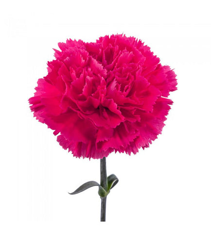 CARNATION - HOT PINK