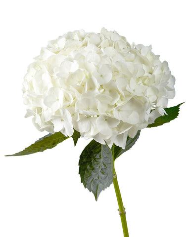 HYDRANGEA - WHITE