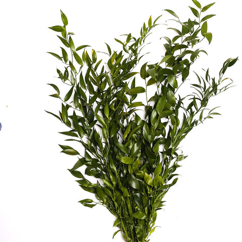 GREENERY - ISRAELI RUSCUS