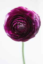 RANUNCULUS - PLUM