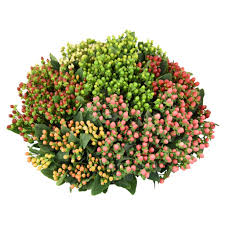 HYPERICUM - ASSORTED