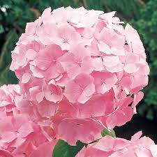 HYDRANGEA - PINK