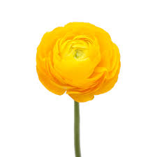 RANUNCULUS - YELLOW