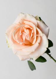 ROSE - PEACH MARILYN