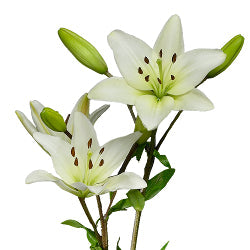 LILLIES - LA WHITE