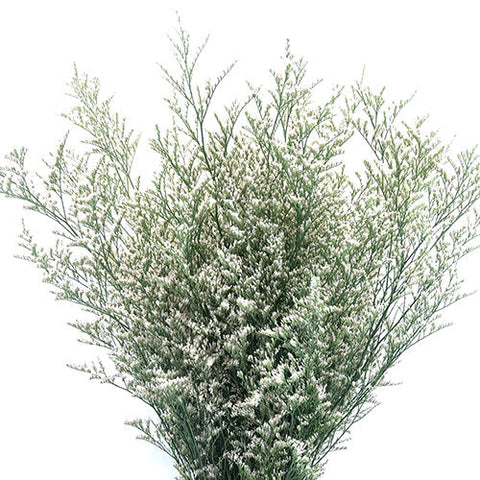 LIMONIUM - WHITE