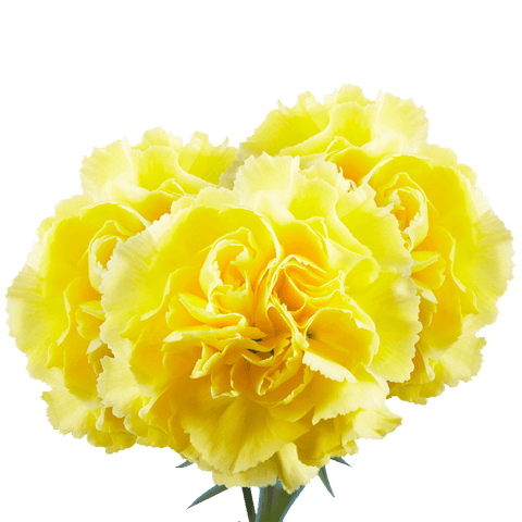 CARNATION - YELLOW