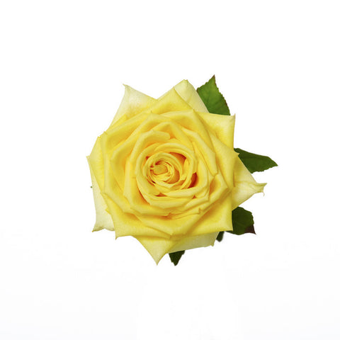 ROSE - YELLOW ISABEL