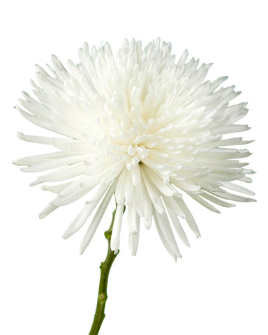 SPIDER MUM - WHITE