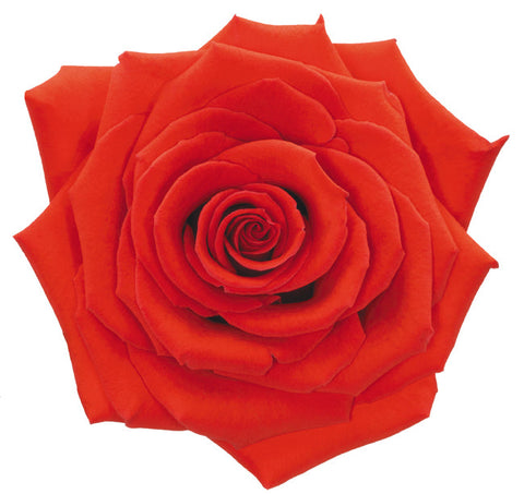 ROSE - ORANGE NINA