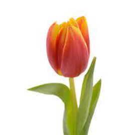 TULIPS - ORANGE