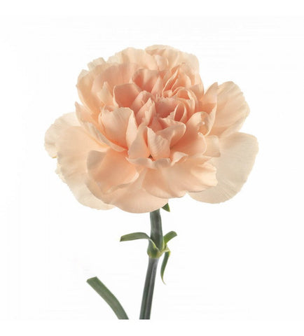 CARNATION - PEACH