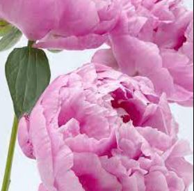 PEONY - PINK