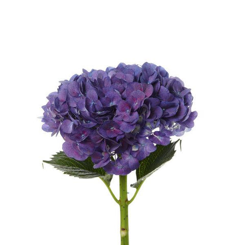 HYDRANGEA - PURPLE