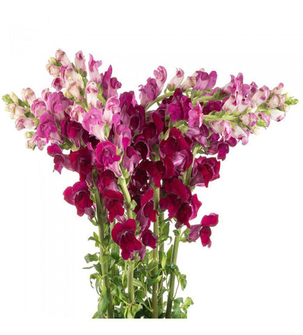 SNAPDRAGON - PURPLE