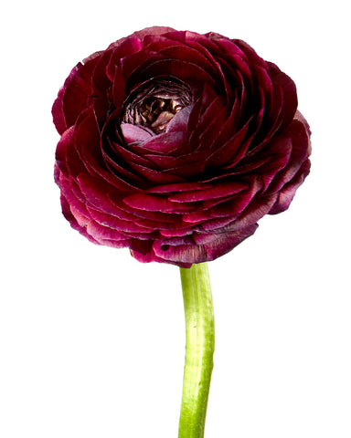 RANUNCULUS - BURGUNDY