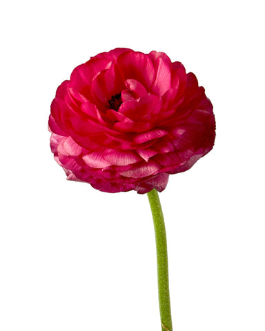 RANUNCULUS - HOT PINK