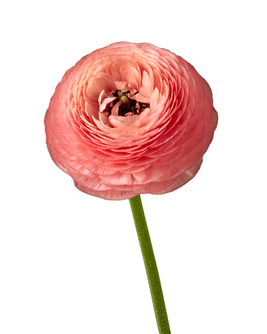 RANUNCULUS - CORAL