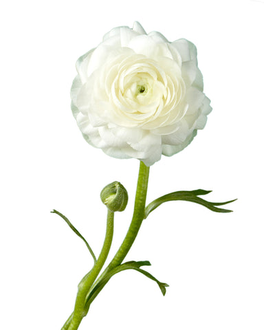 RANUNCULUS - WHITE