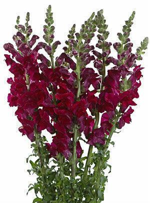 SNAPDRAGON - BURGUNDY