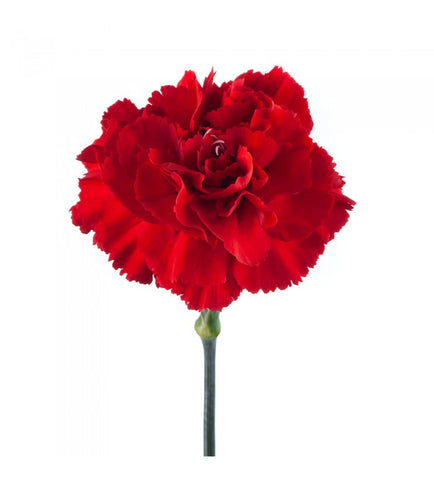 CARNATION - RED