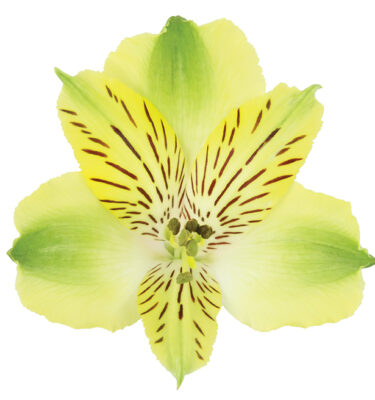 ALSTROEMERIA - GREEN