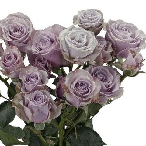 SPRAY ROSE - LAVENDER