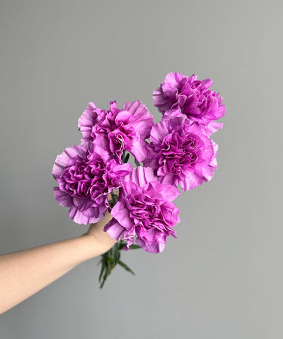 CARNATION - LAVENDER