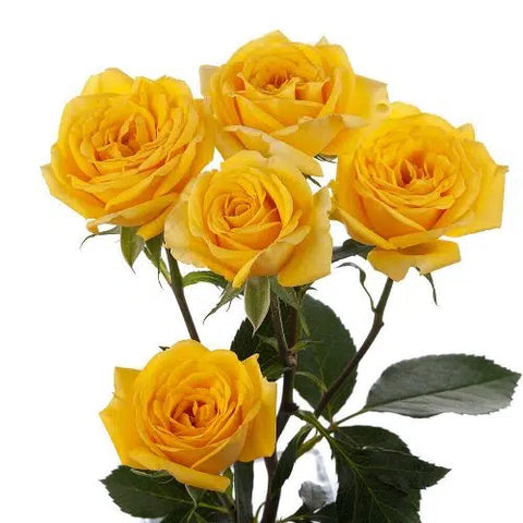 SPRAY ROSE - YELLOW