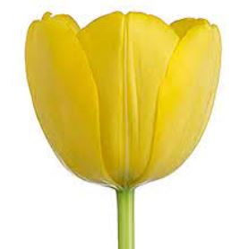 TULIPS - YELLOW