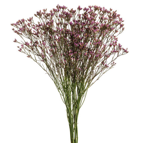 LIMONIUM - PURPLE