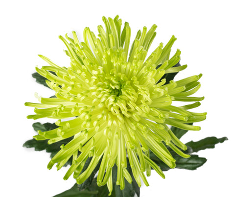 SPIDER MUM - GREEN