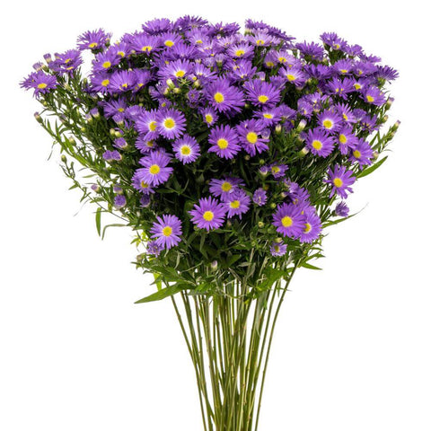 ASTER MONTECASINO - PURPLE