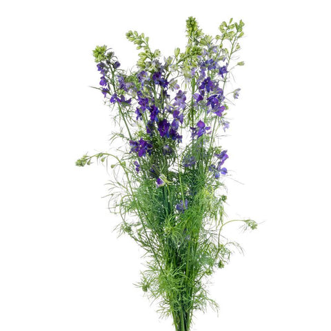 LARKSPUR - PURPLE