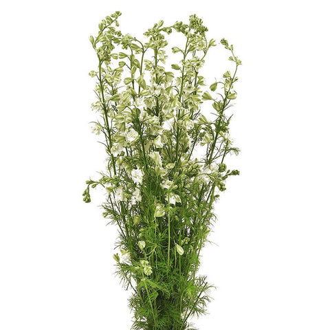 LARKSPUR - WHITE