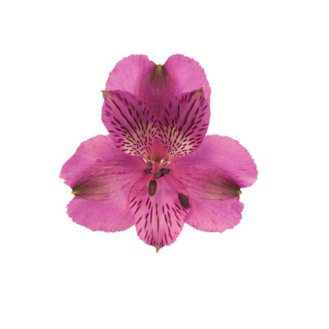 ALSTROEMERIA - PURPLE