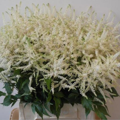 ASTILBE - WHITE