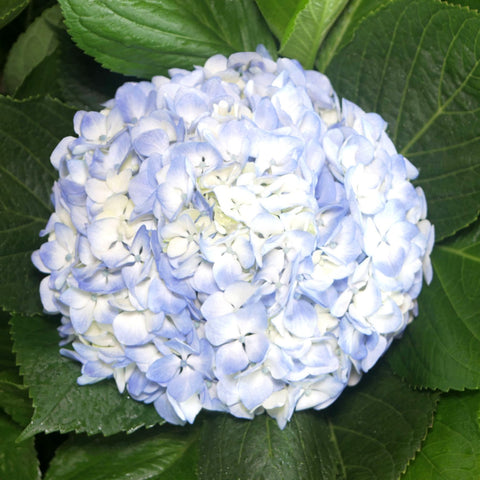 HYDRANGEA - BLUE