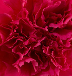 CARNATION - HOT PINK