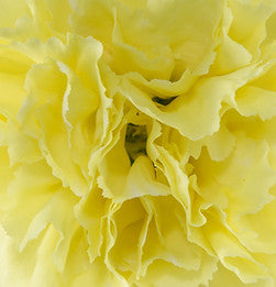 CARNATION - YELLOW