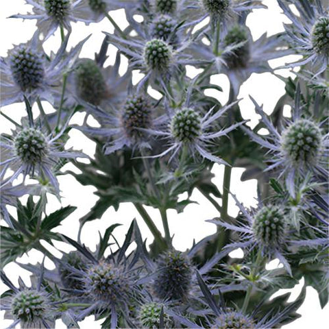 ERYNGIUM THISTLE - BLUE