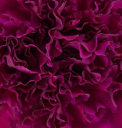 CARNATION - PURPLE