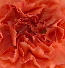 CARNATION - ORANGE